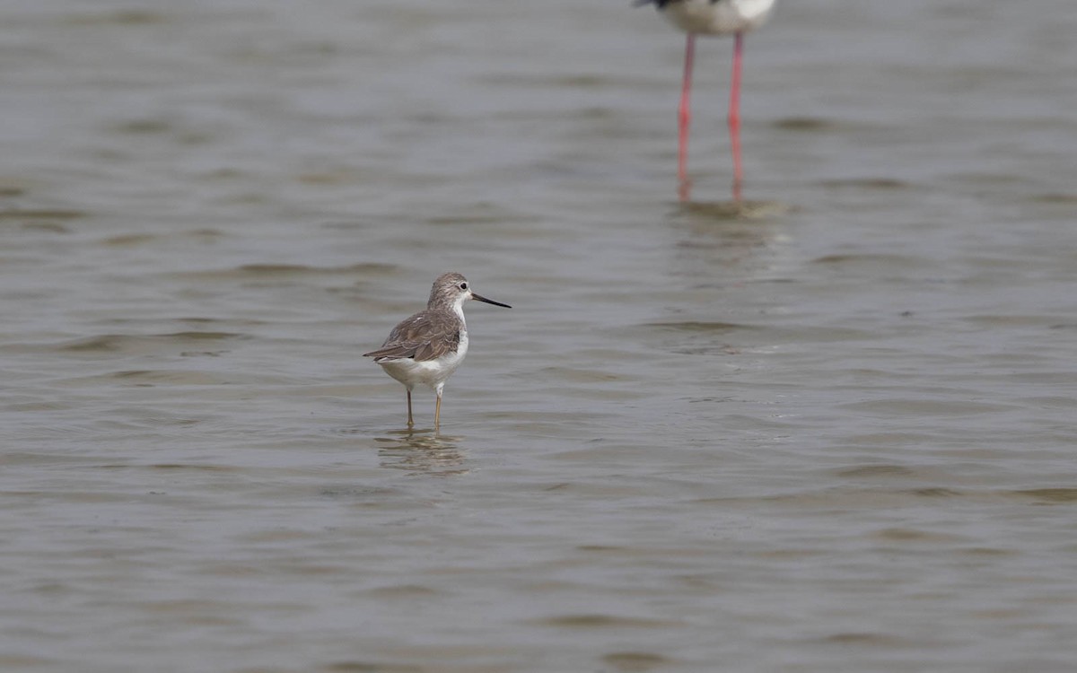 Marsh Sandpiper - ML638522458