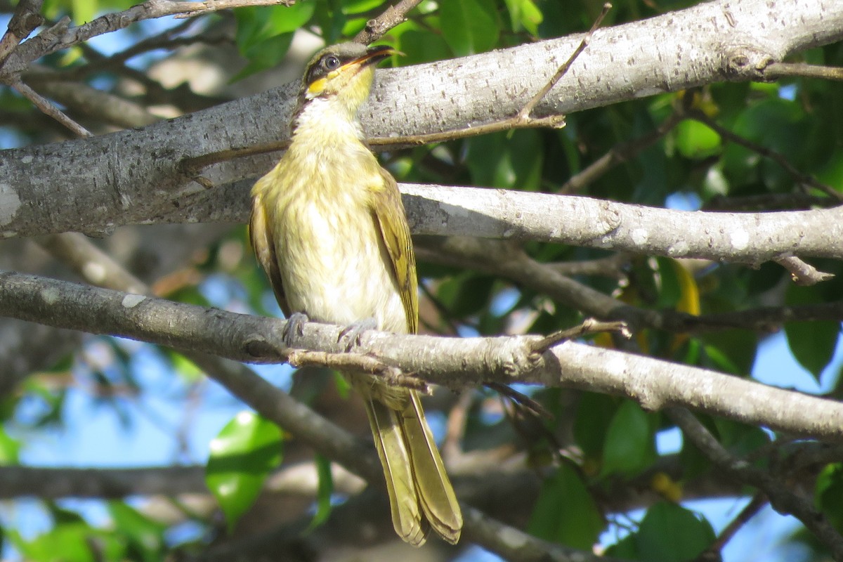 Varied Honeyeater - ML638522461
