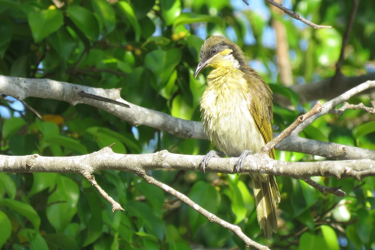Varied Honeyeater - ML638522462
