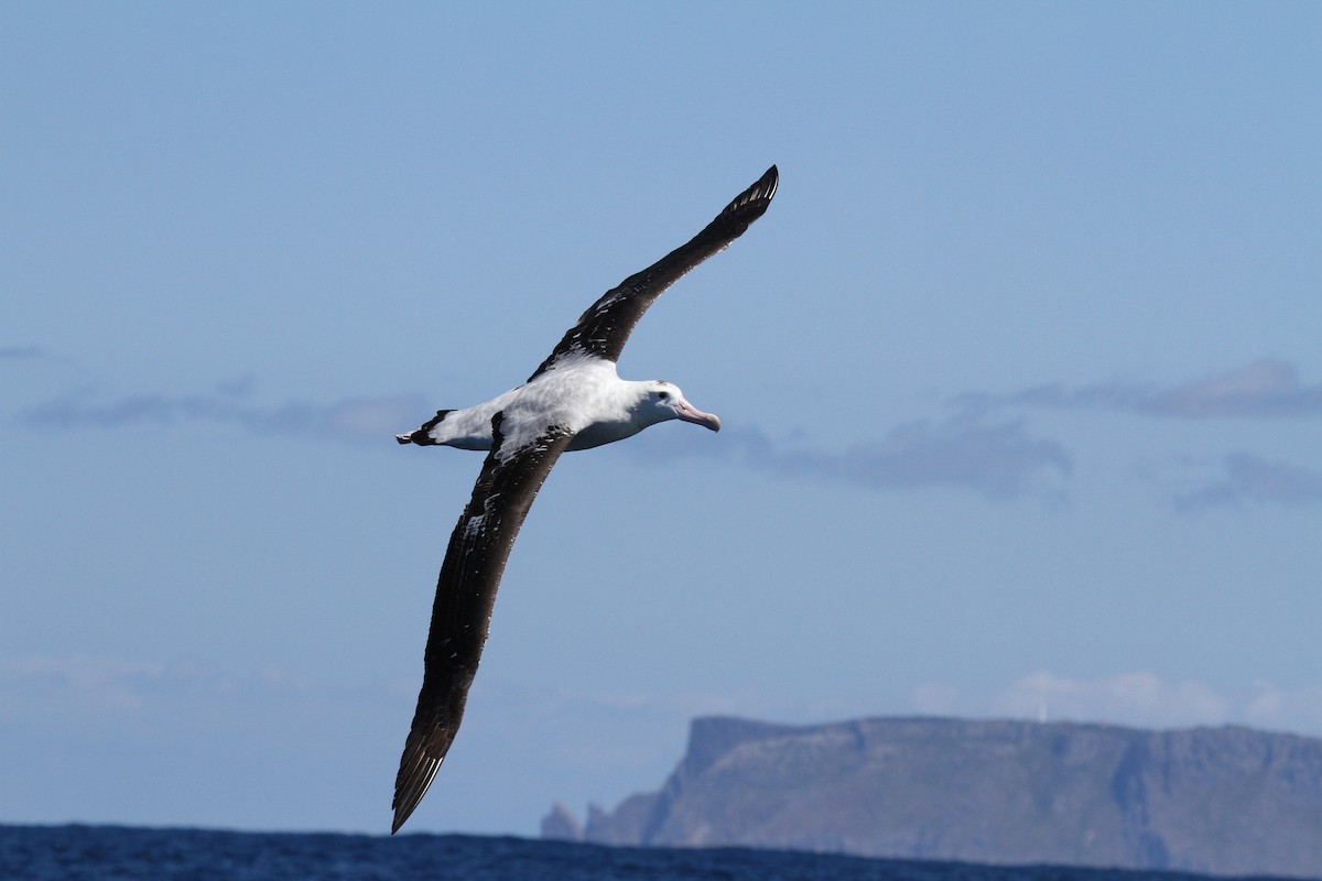 Snowy/Tristan/Antipodean Albatross - ML638522465