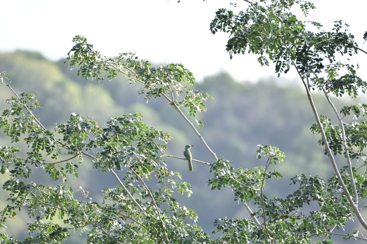 Blue-bearded Bee-eater - ML638522468