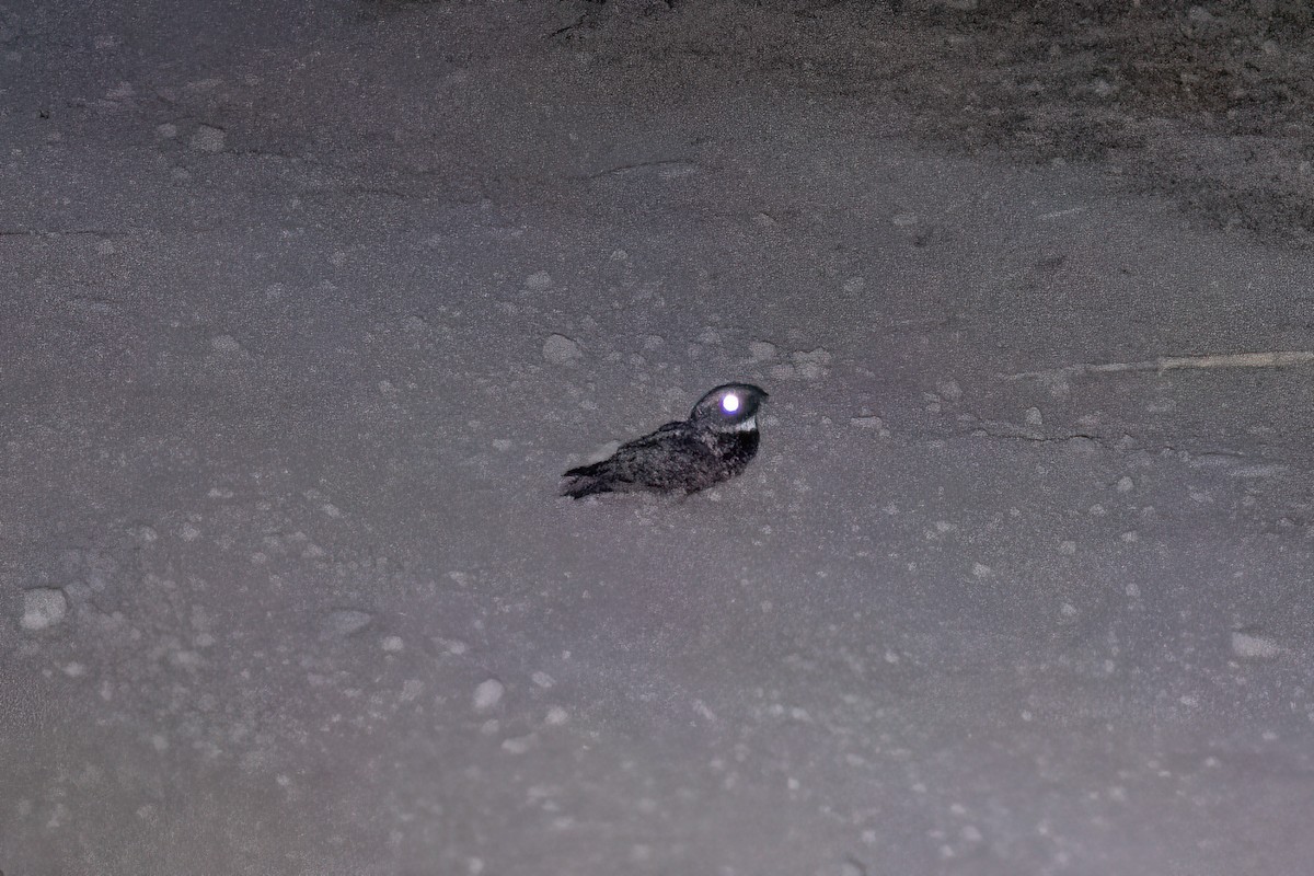 Common Poorwill - ML638522470