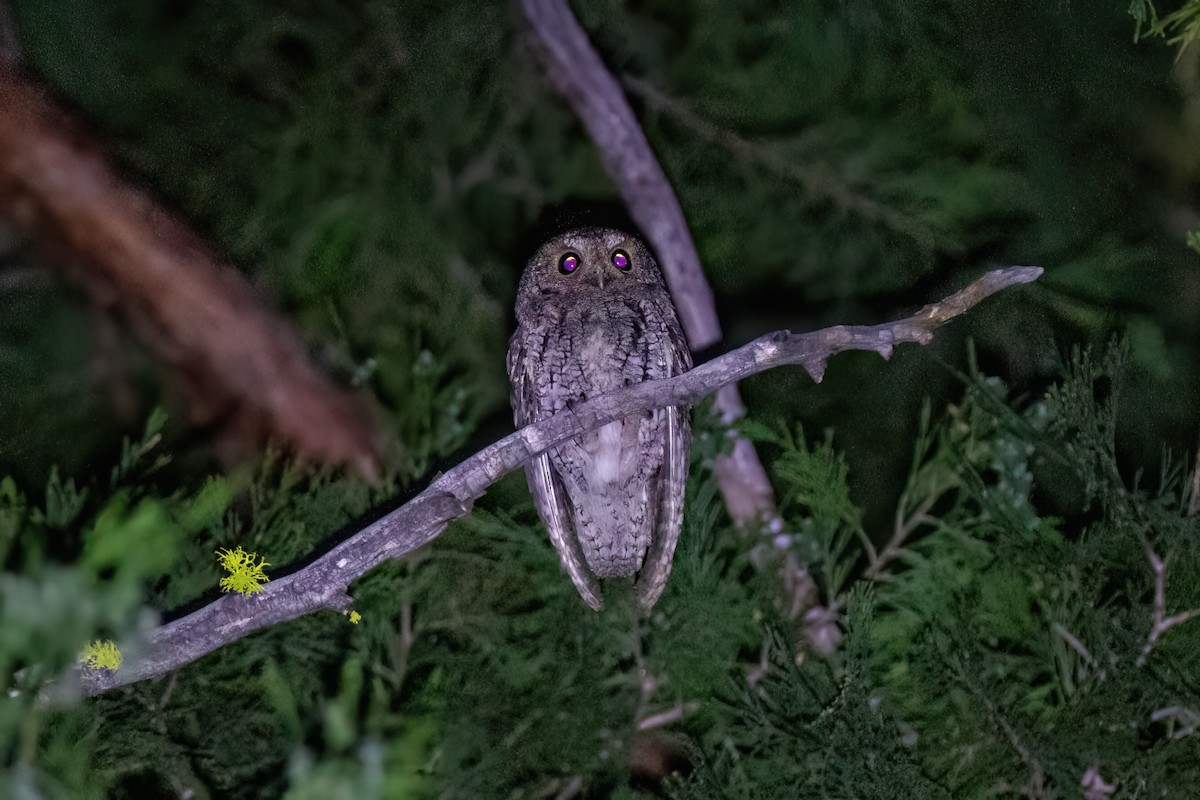 Flammulated Owl - ML638522473