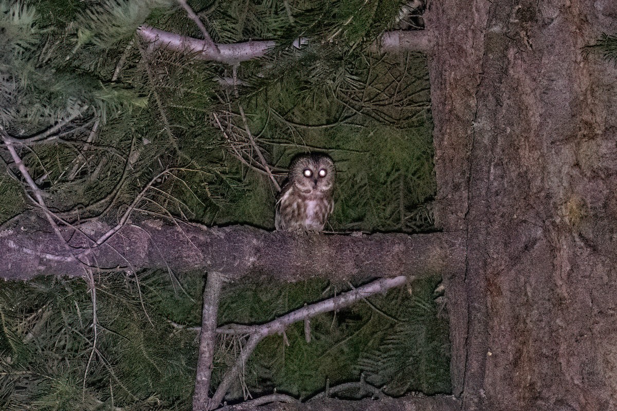 Northern Saw-whet Owl - ML638522474