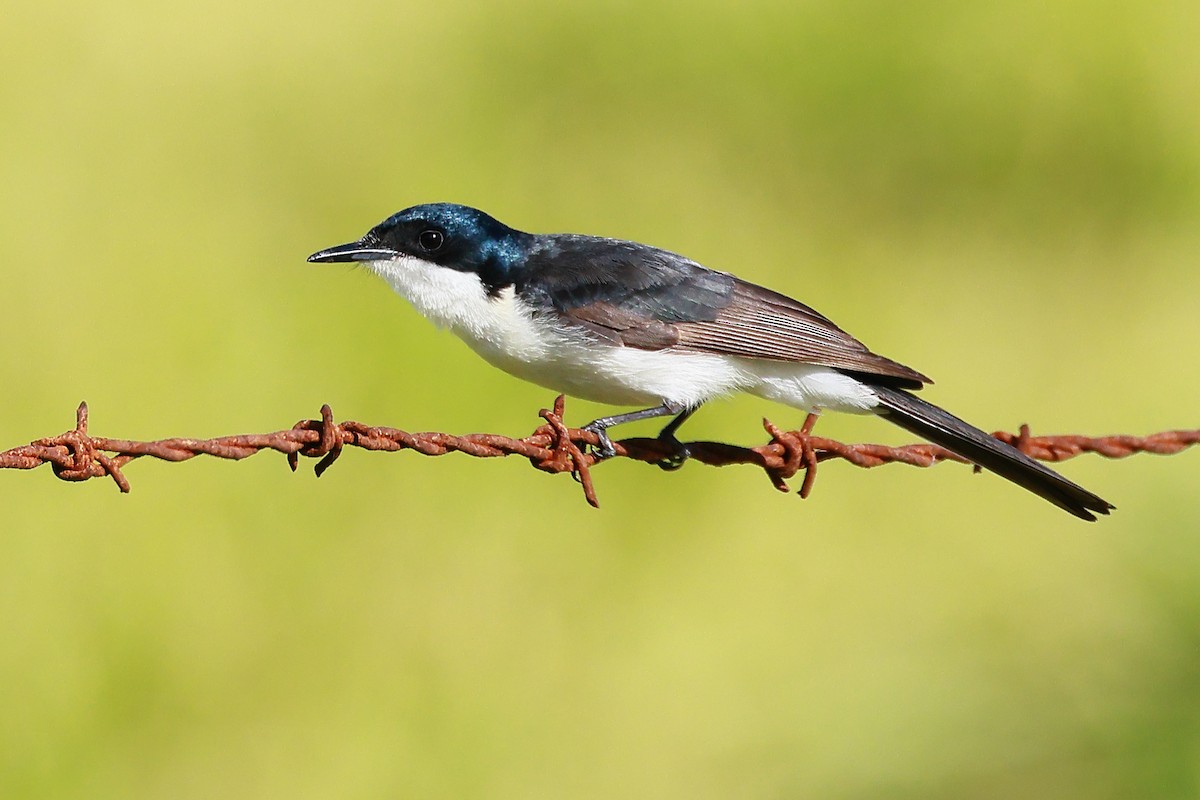 Restless Flycatcher - ML638522476