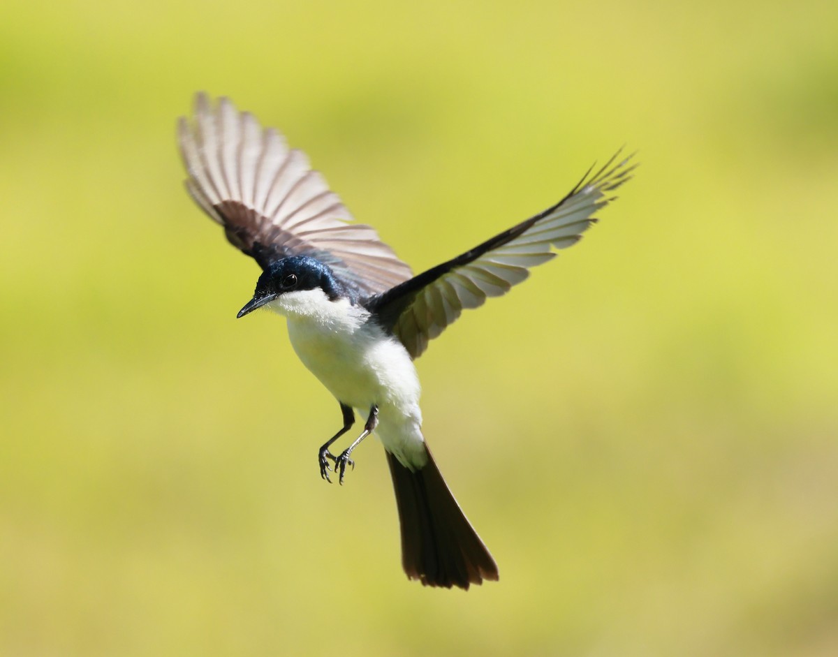 Restless Flycatcher - ML638522477