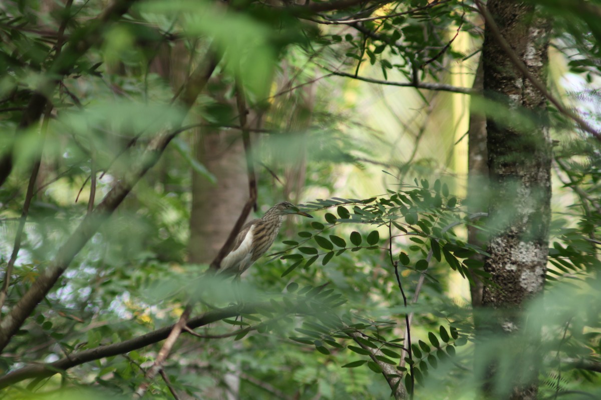 Chinese Pond-Heron - ML638522479