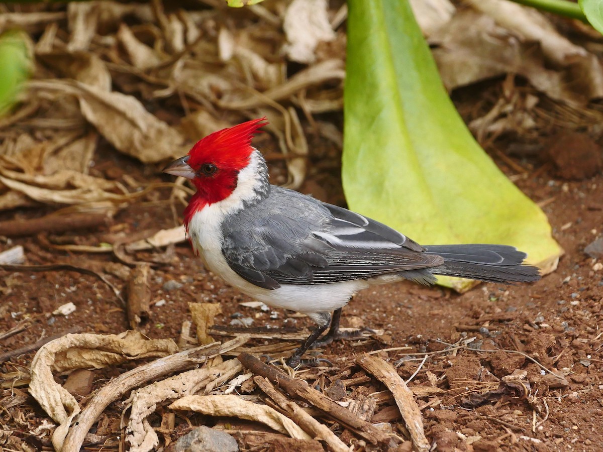Red-crested Cardinal - ML638522483
