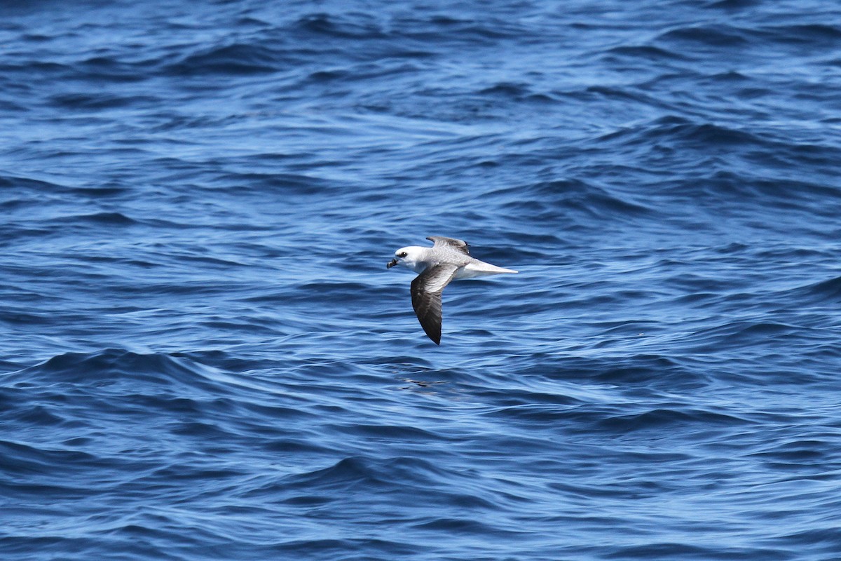 White-headed Petrel - ML638522488