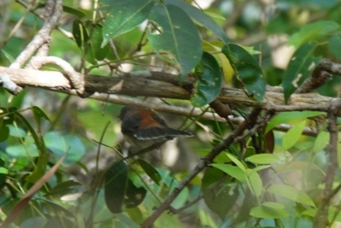 Australian Rufous Fantail - ML638522496