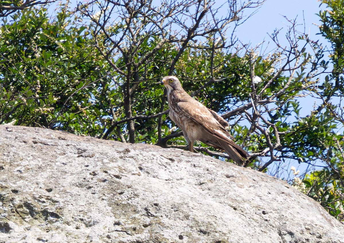 Gray-faced Buzzard - ML638522499