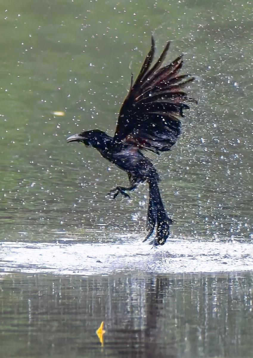 Hair-crested Drongo (Hair-crested) - ML638522581