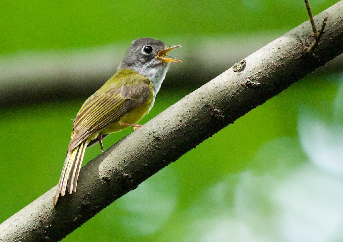 gråhodefluejeger - ML638522597