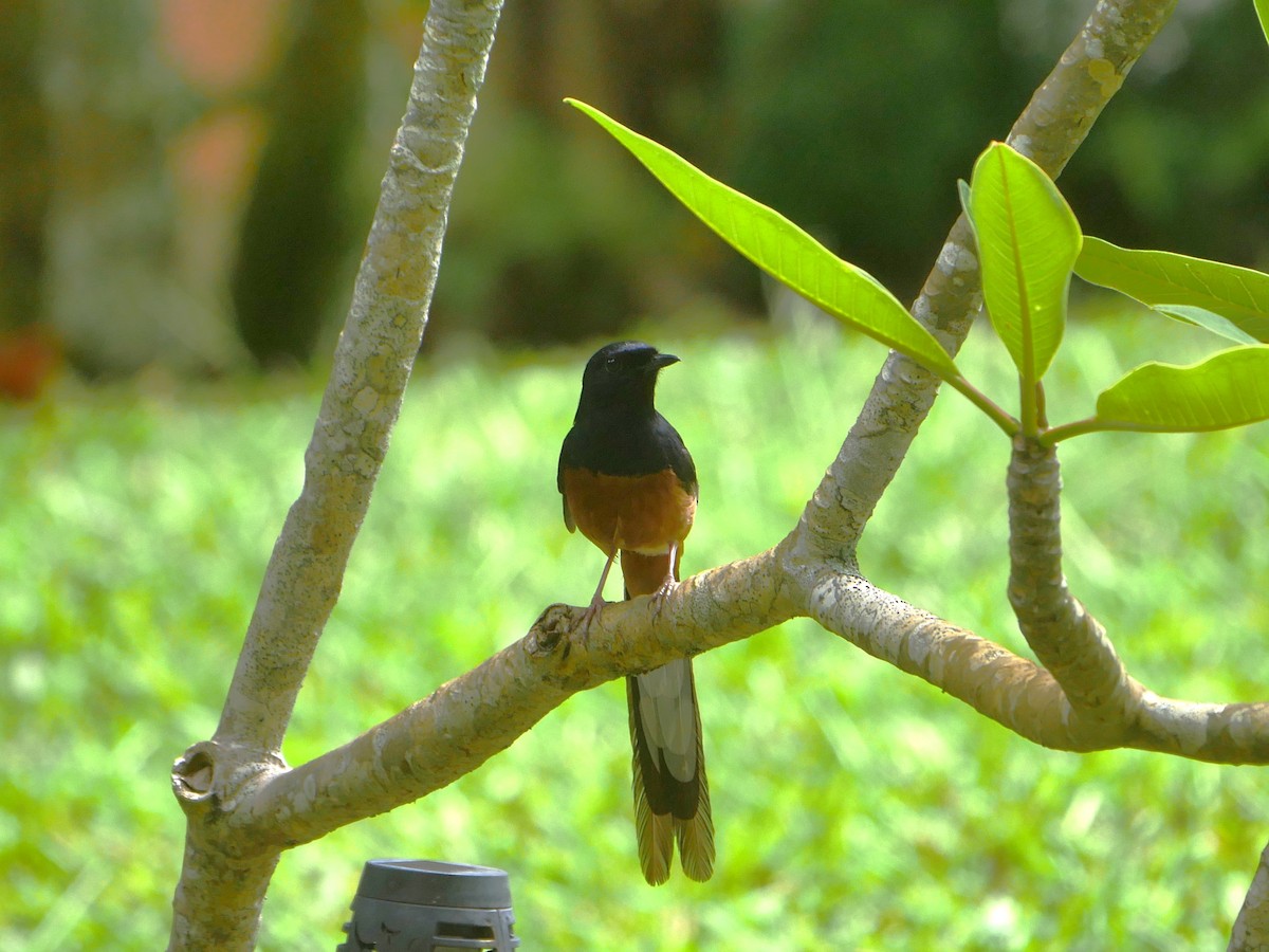 White-rumped Shama (White-rumped) - ML638522607