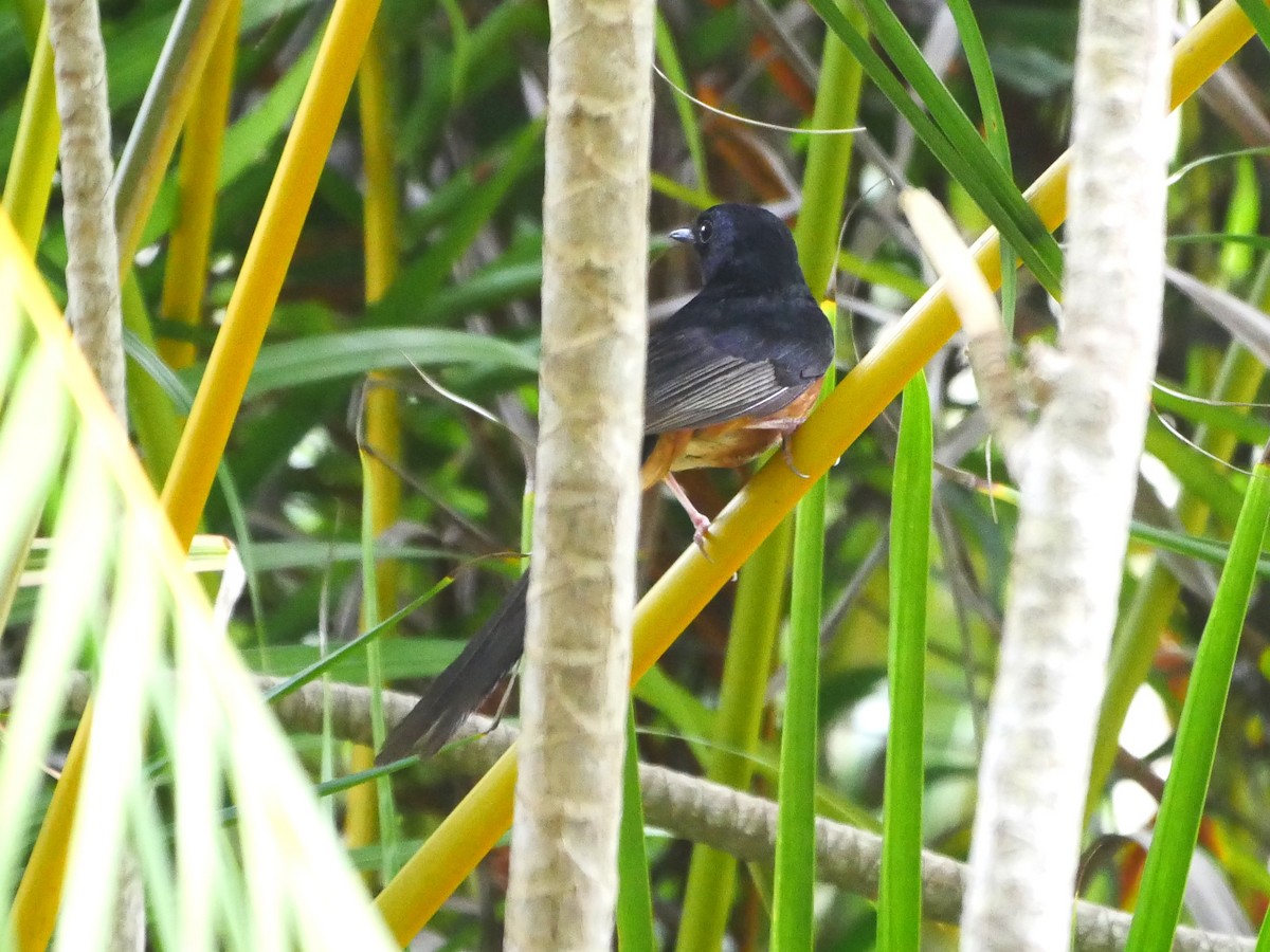 White-rumped Shama (White-rumped) - ML638522608