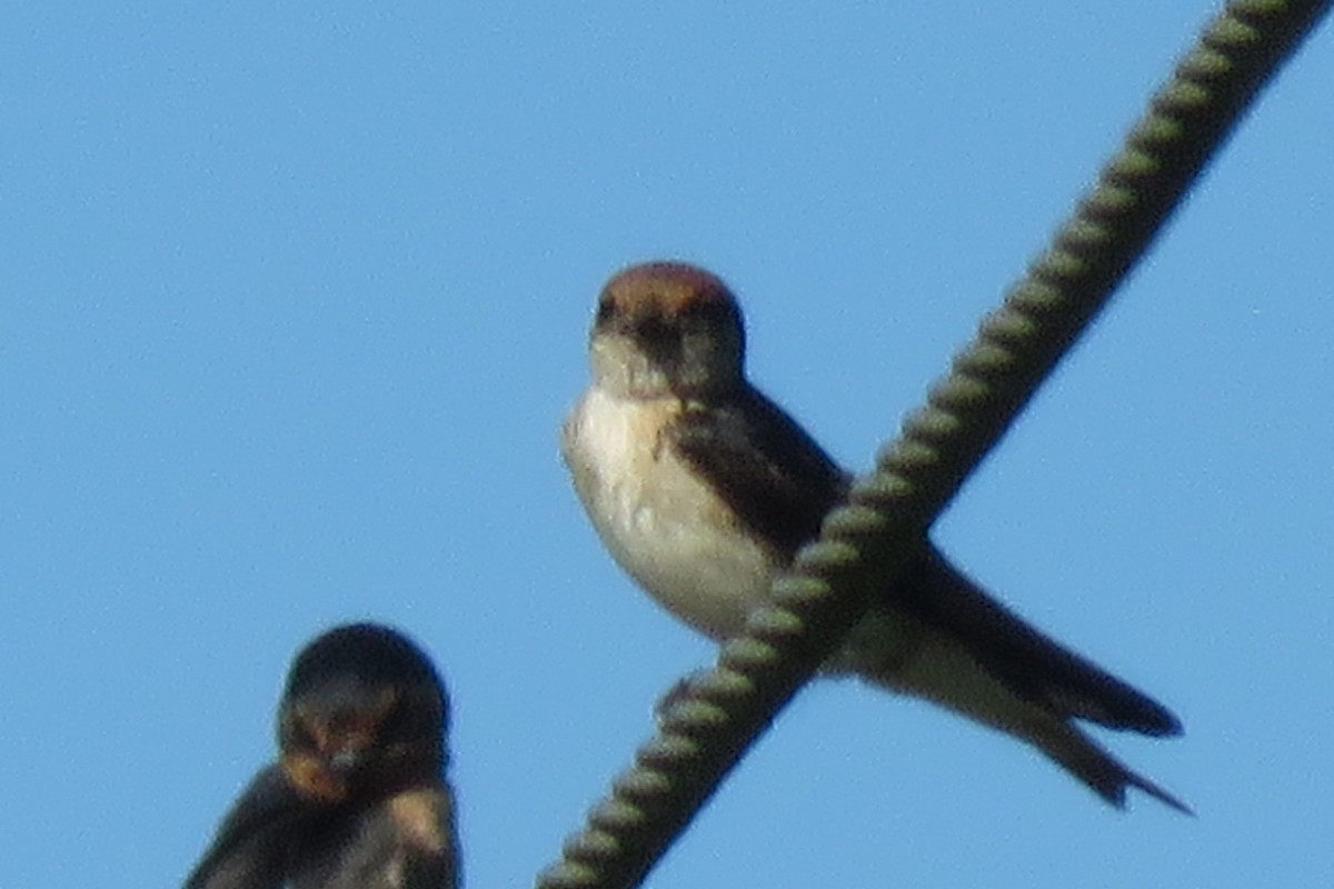 Fairy Martin - ML638522629