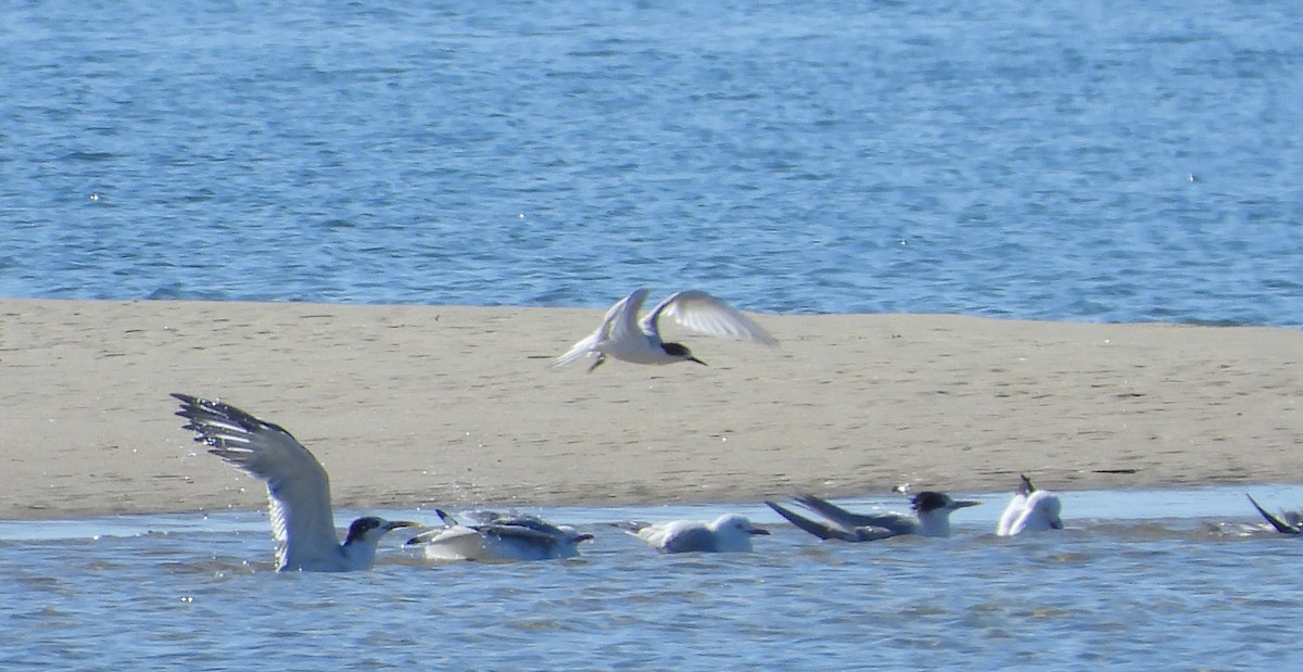 White-fronted Tern - ML638522669
