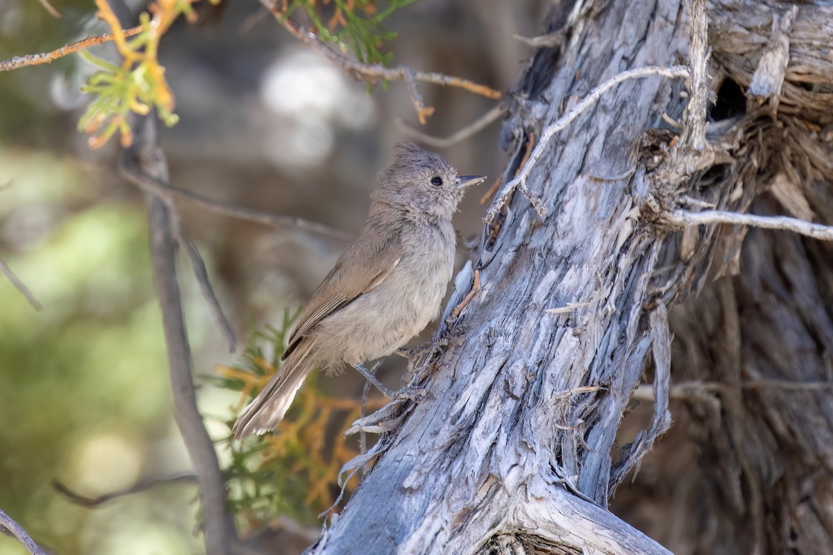Juniper Titmouse - ML638522680