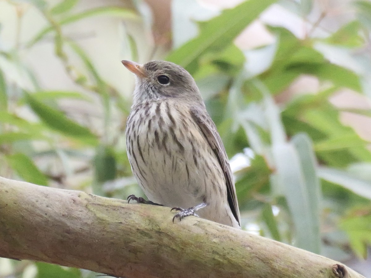 Rufous Whistler - ML638522707