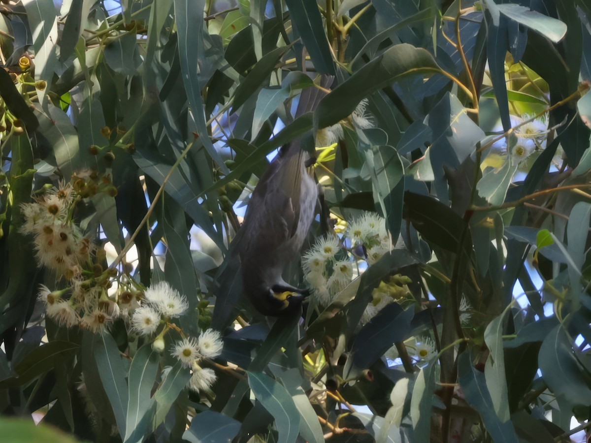 Yellow-faced Honeyeater - ML638522721