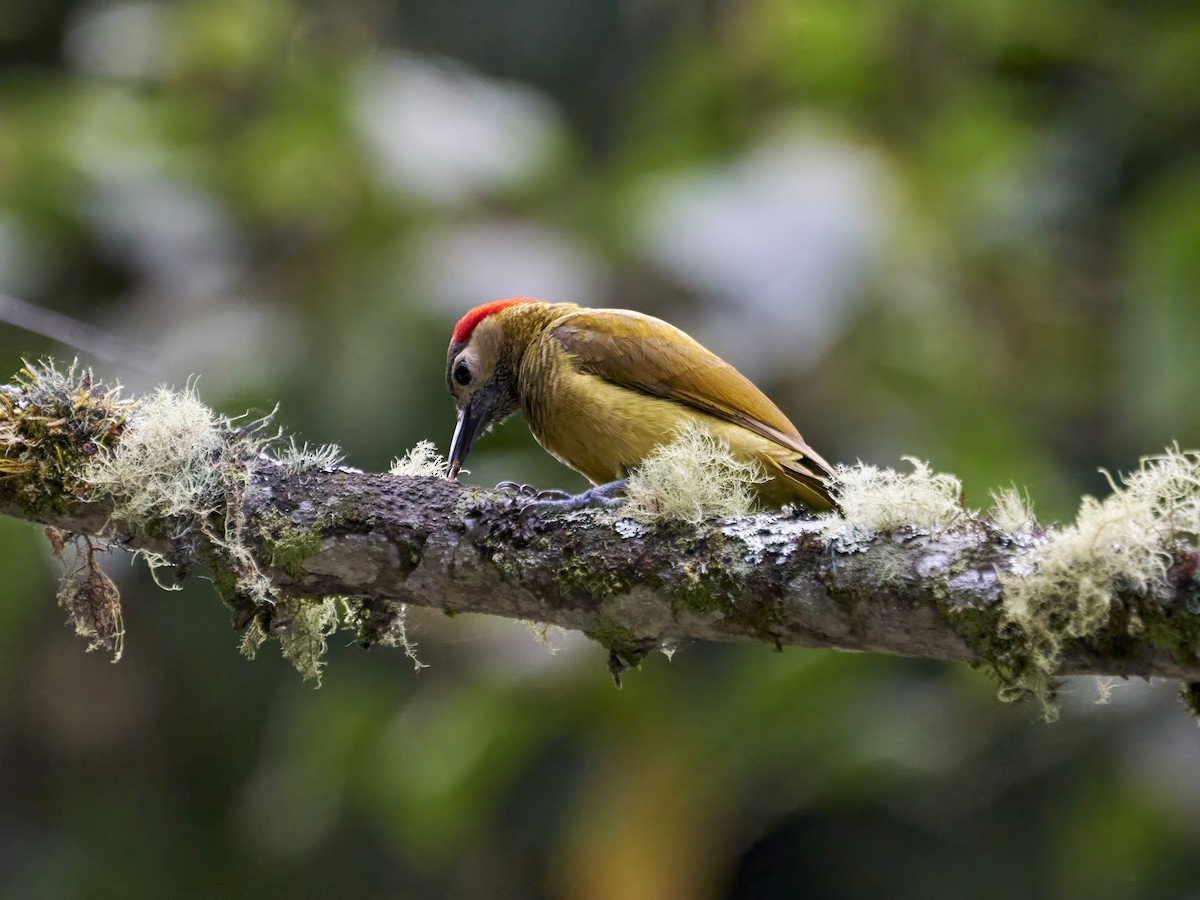Golden-olive Woodpecker - ML638522757