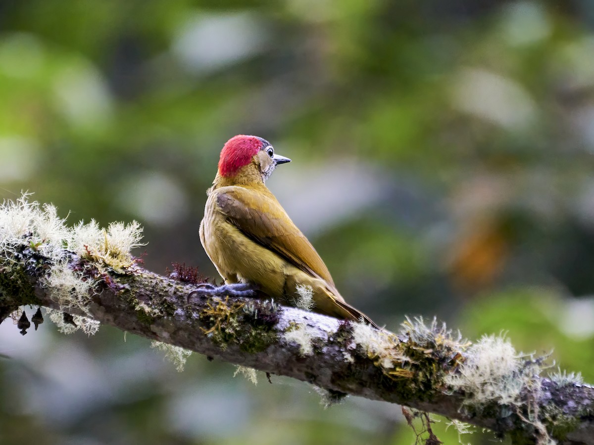 Golden-olive Woodpecker - ML638522758