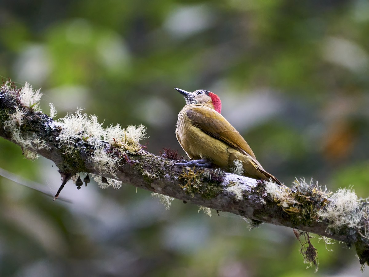 Golden-olive Woodpecker - ML638522759