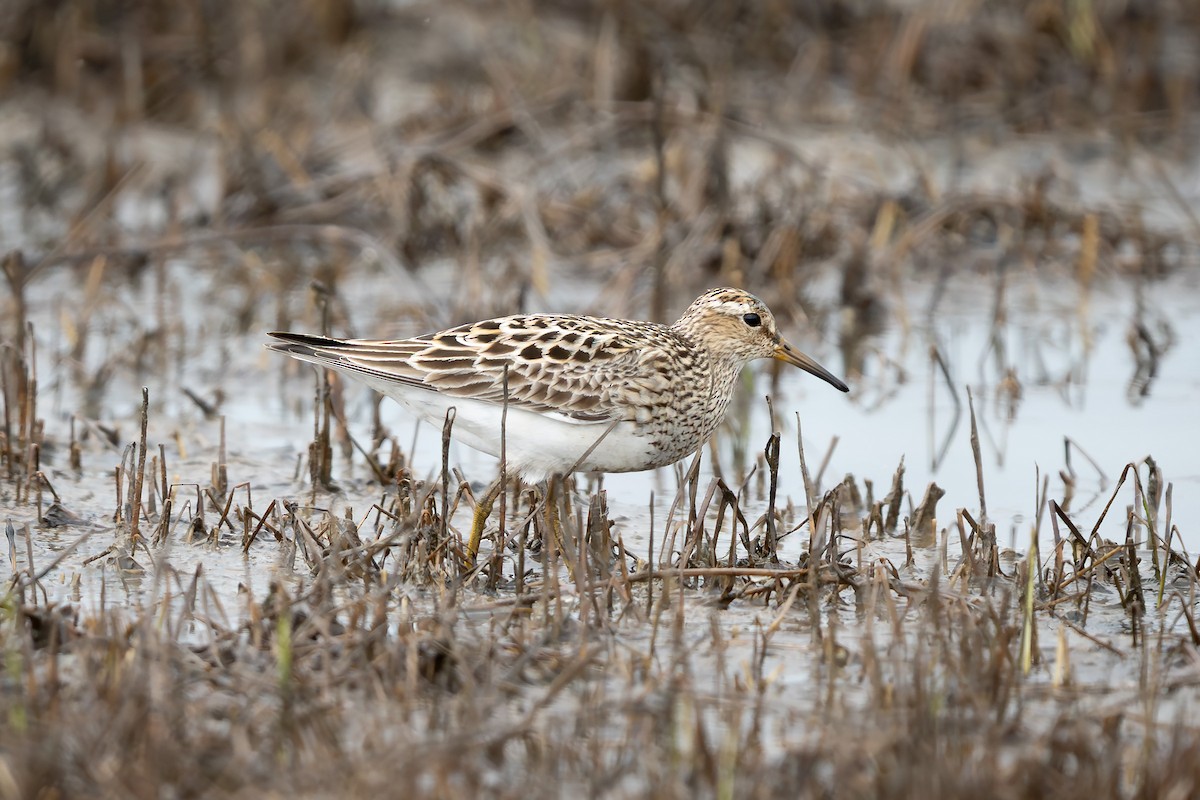 Pectoral Sandpiper - ML638522819