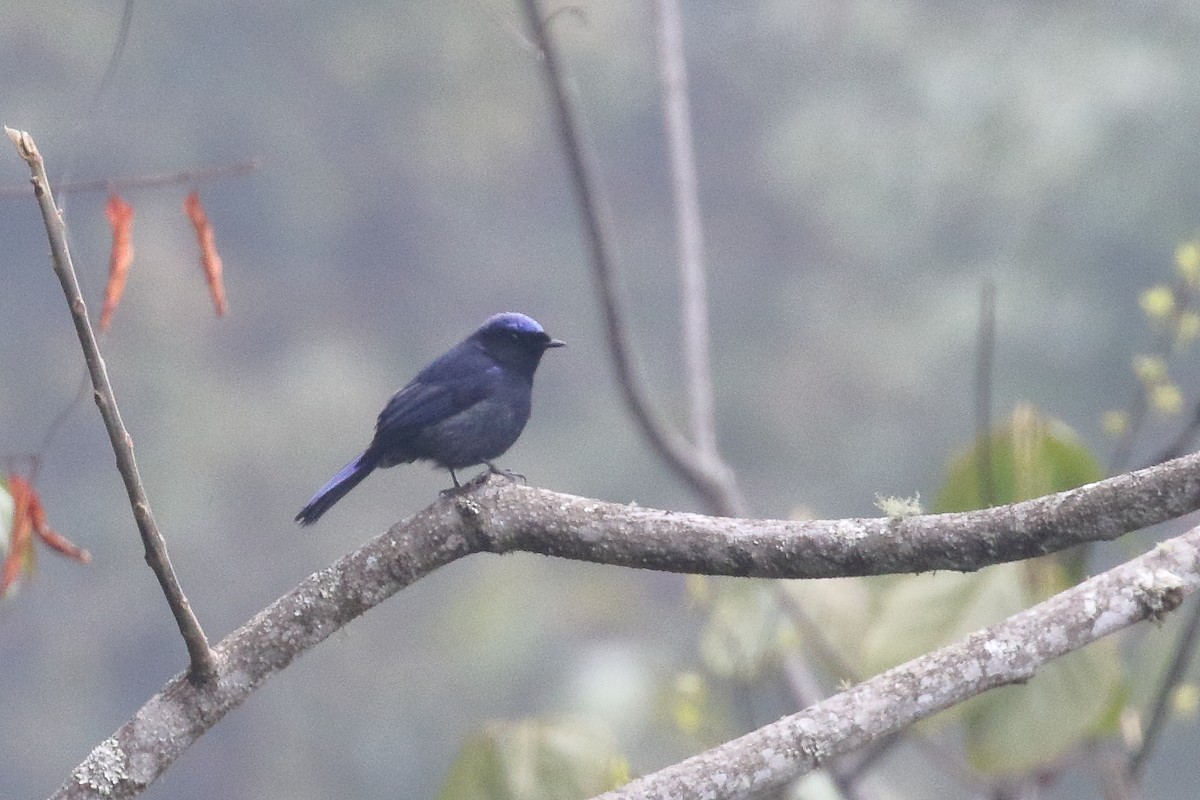 Large Niltava - ML638522829