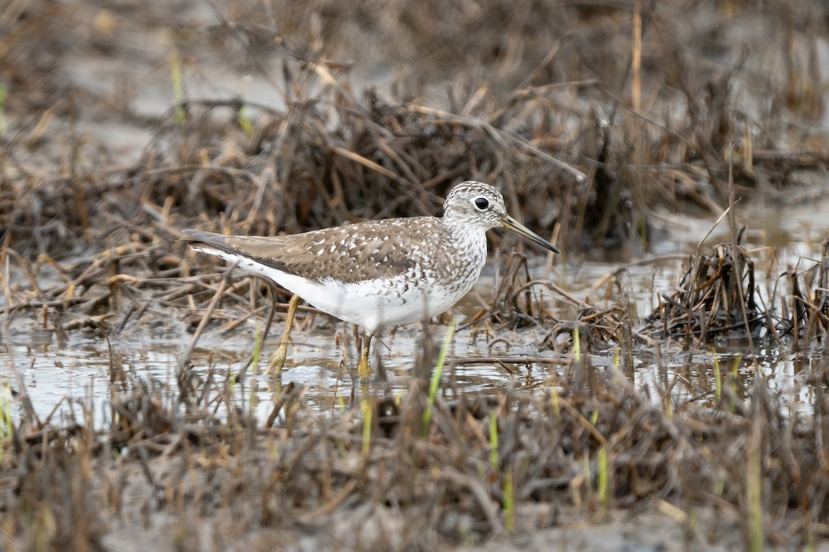 Einsiedelwasserläufer - ML638522830