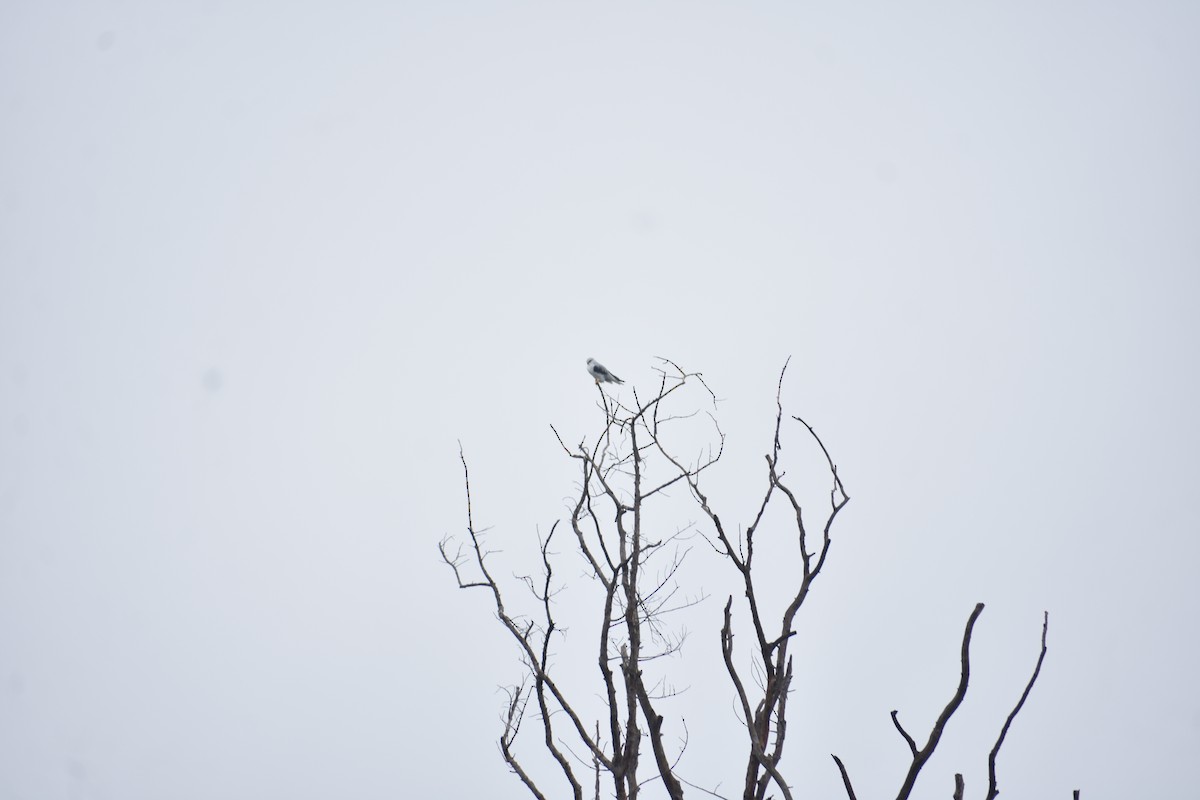 Black-winged Kite - ML638522833