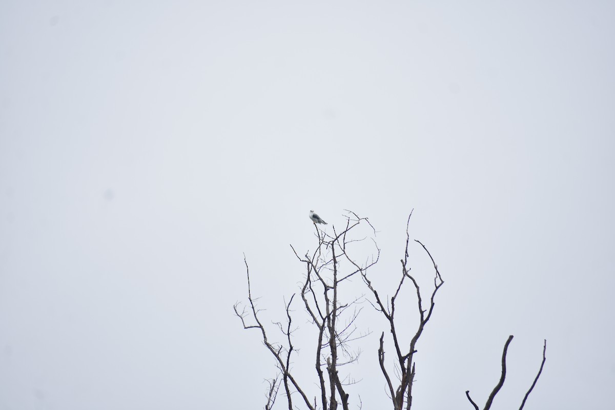 Black-winged Kite - ML638522834