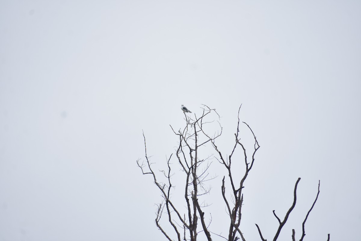 Black-winged Kite - ML638522835