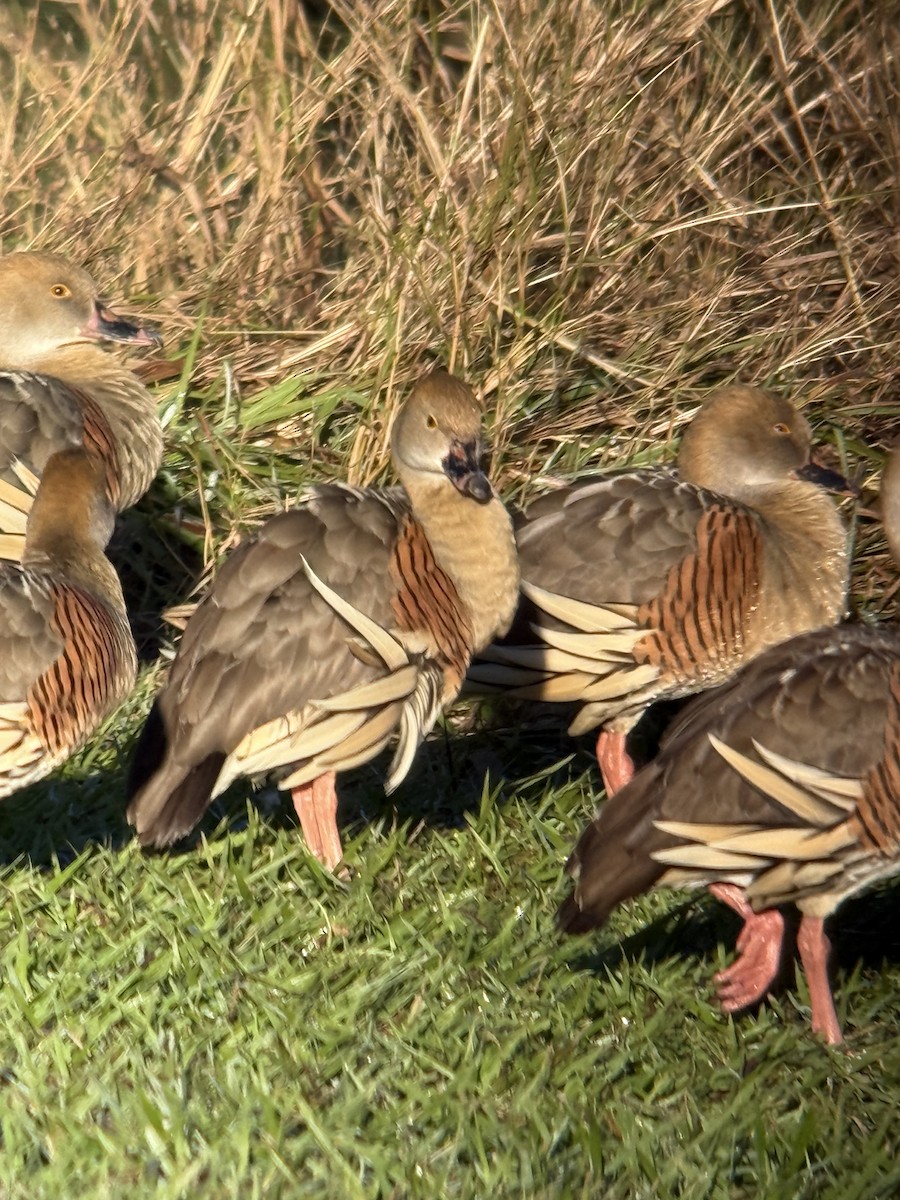 Plumed Whistling-Duck - ML638522839