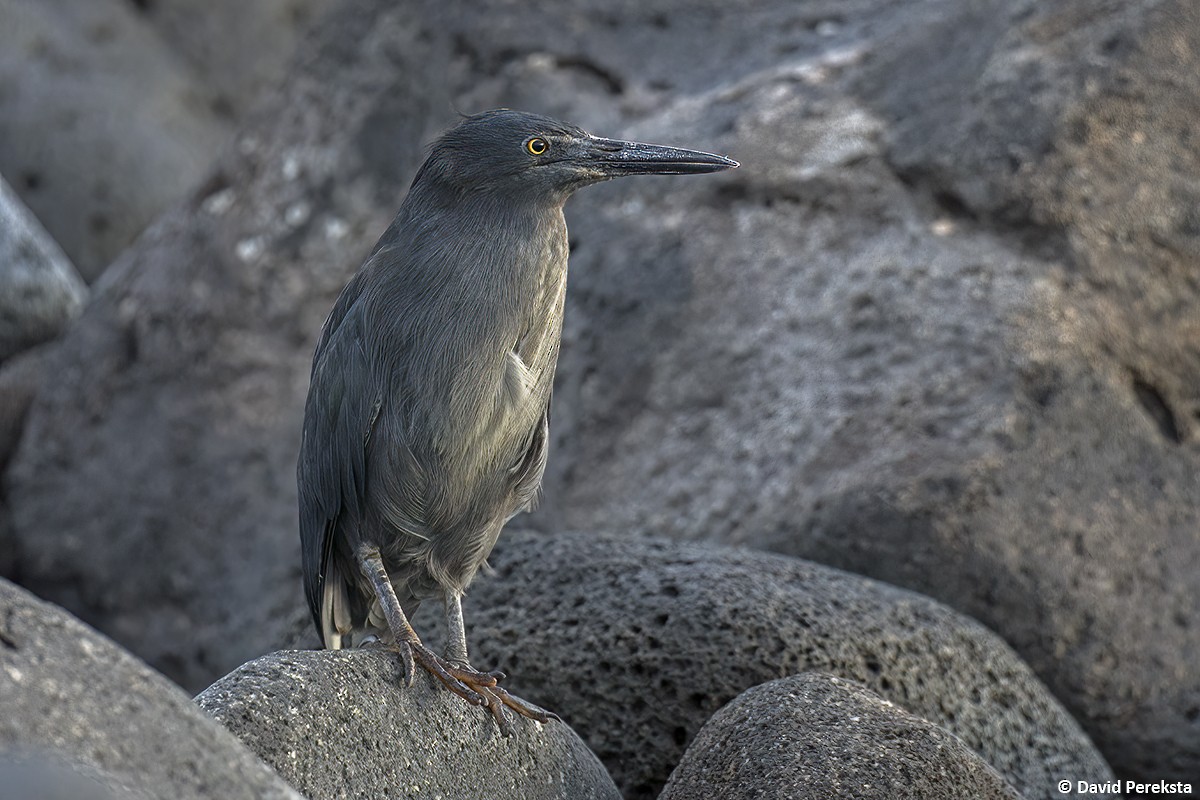 Striated Heron (Galapagos) - ML638522842