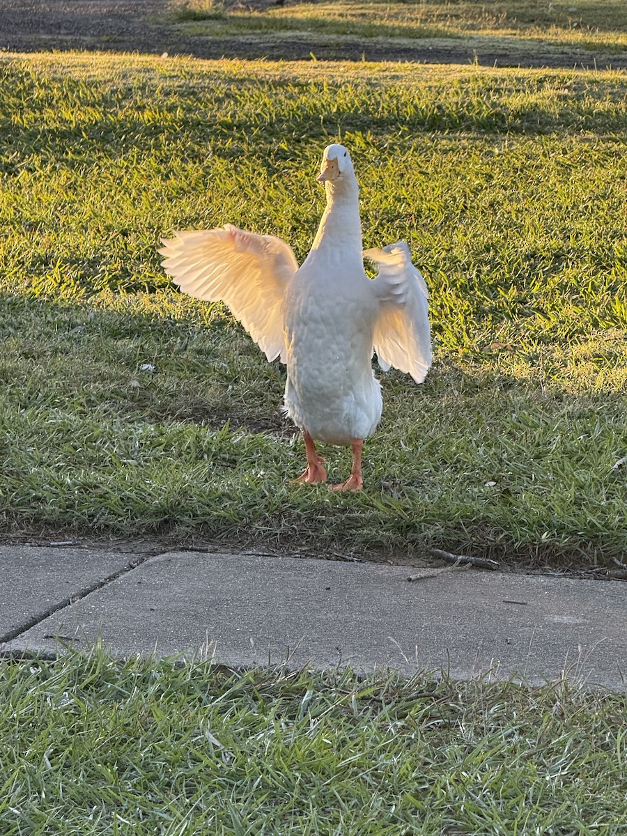 Muscovy Duck (Domestic type) - ML638522860