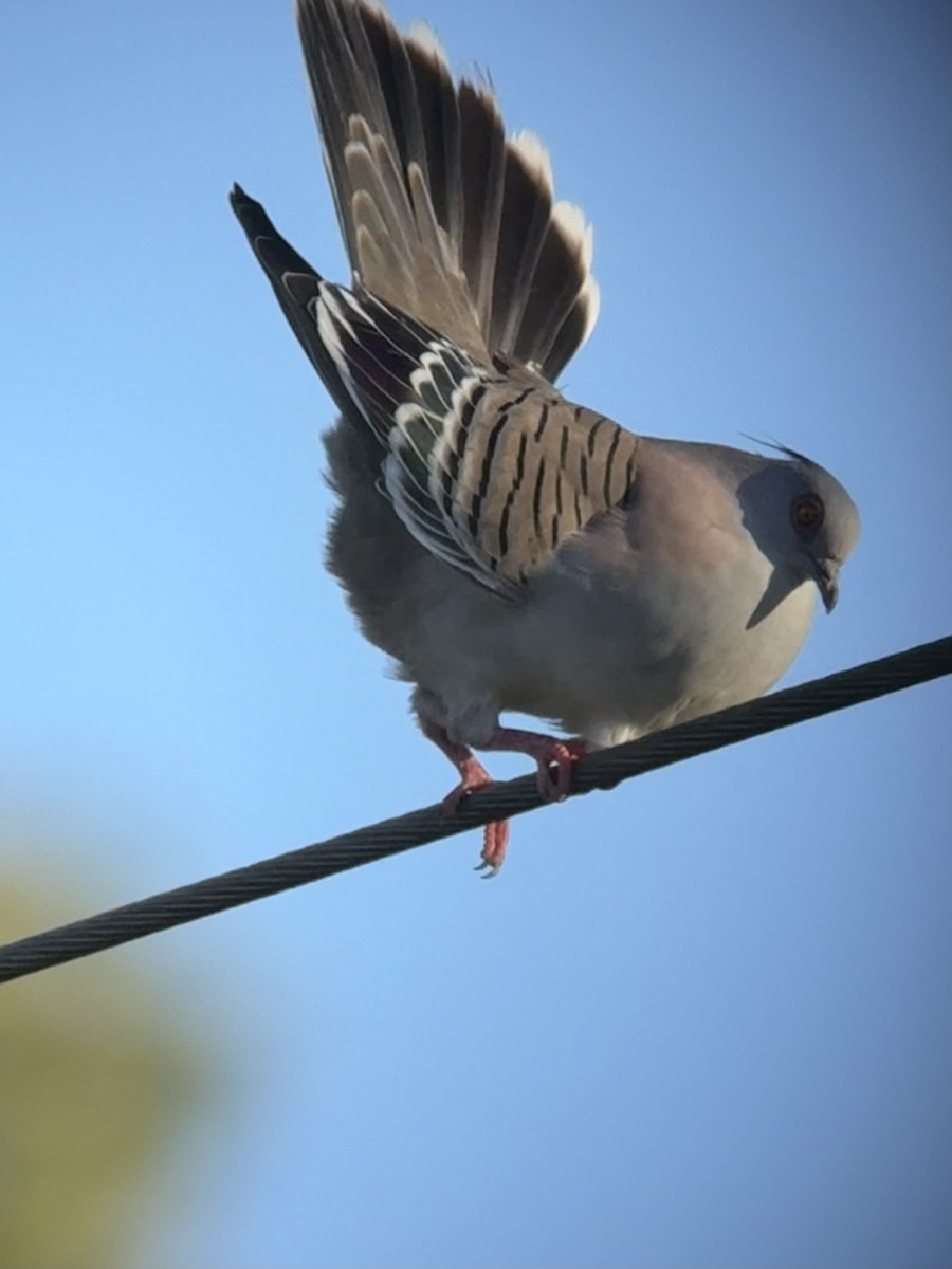 Crested Pigeon - ML638522871