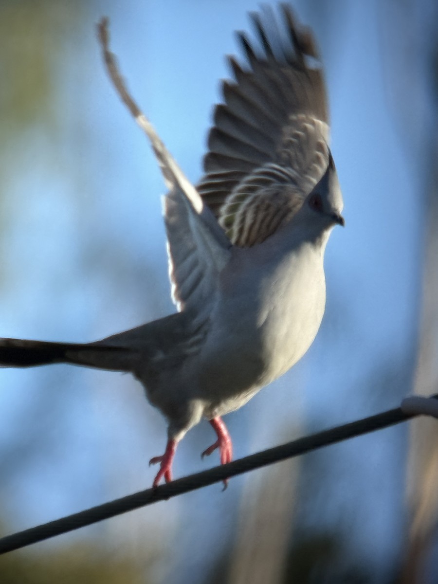 Crested Pigeon - ML638522872