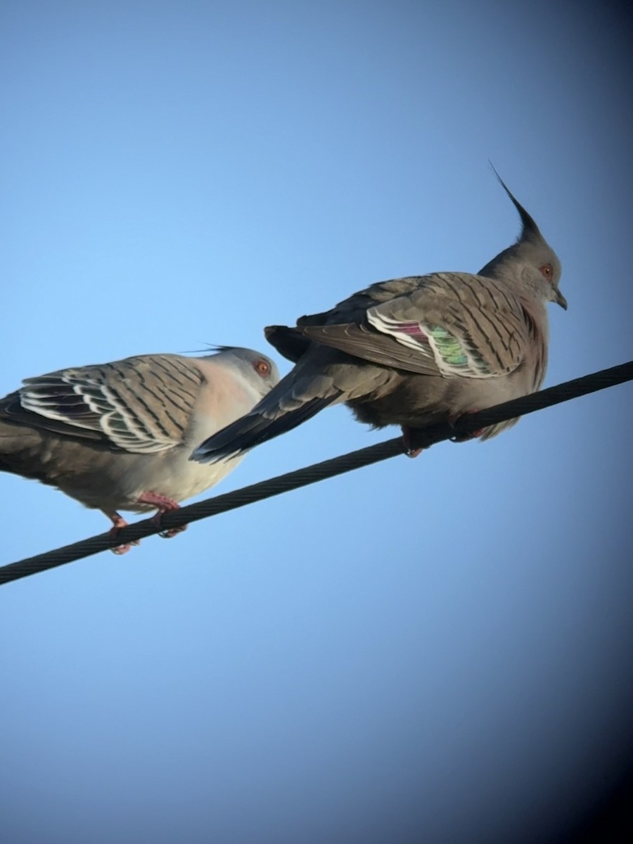 Crested Pigeon - ML638522873