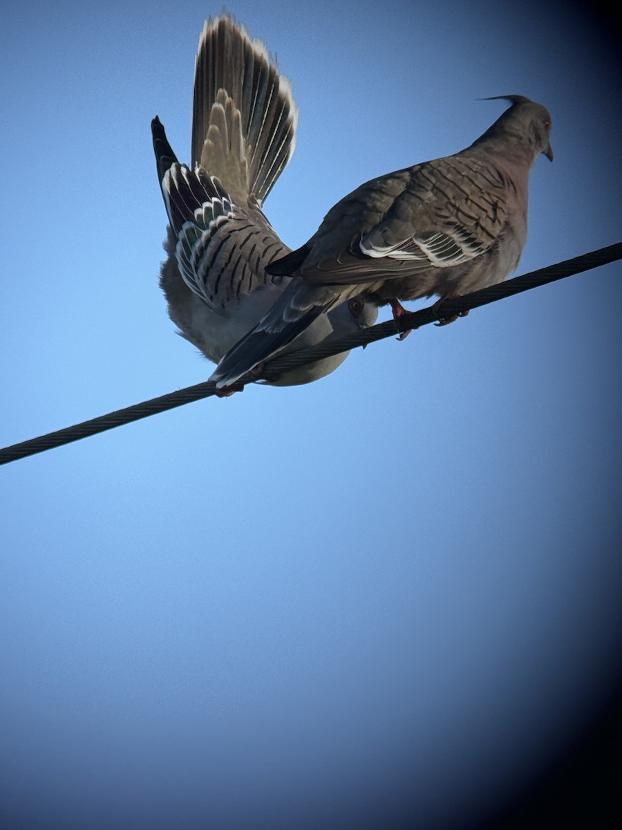 Crested Pigeon - ML638522874
