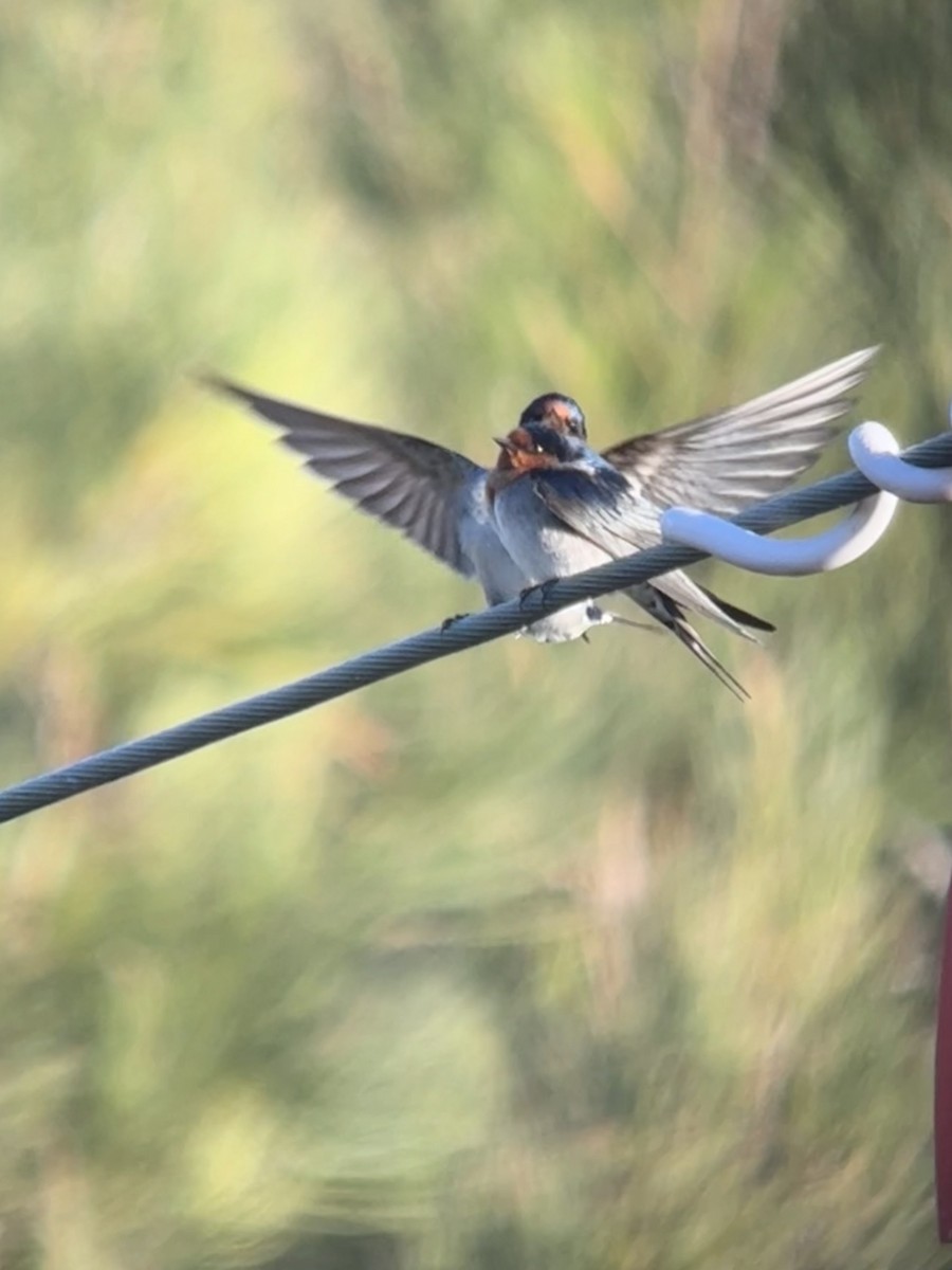 Welcome Swallow - ML638522880
