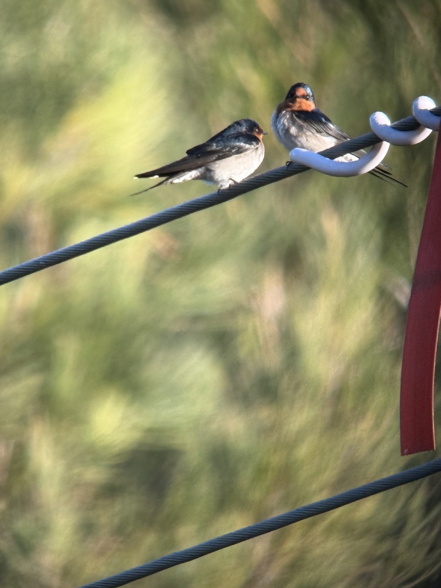 Welcome Swallow - ML638522881