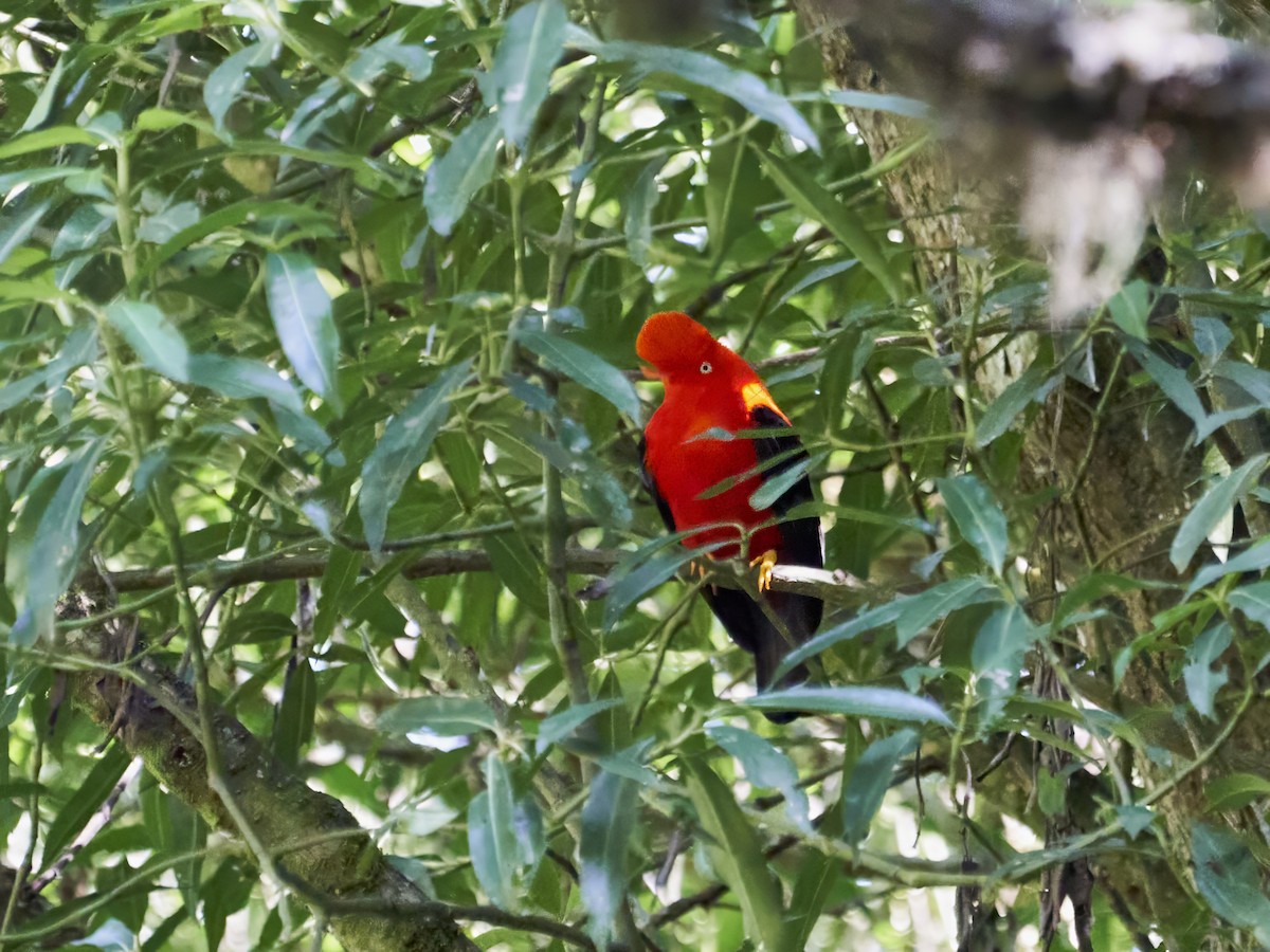 Andean Cock-of-the-rock - ML638522883