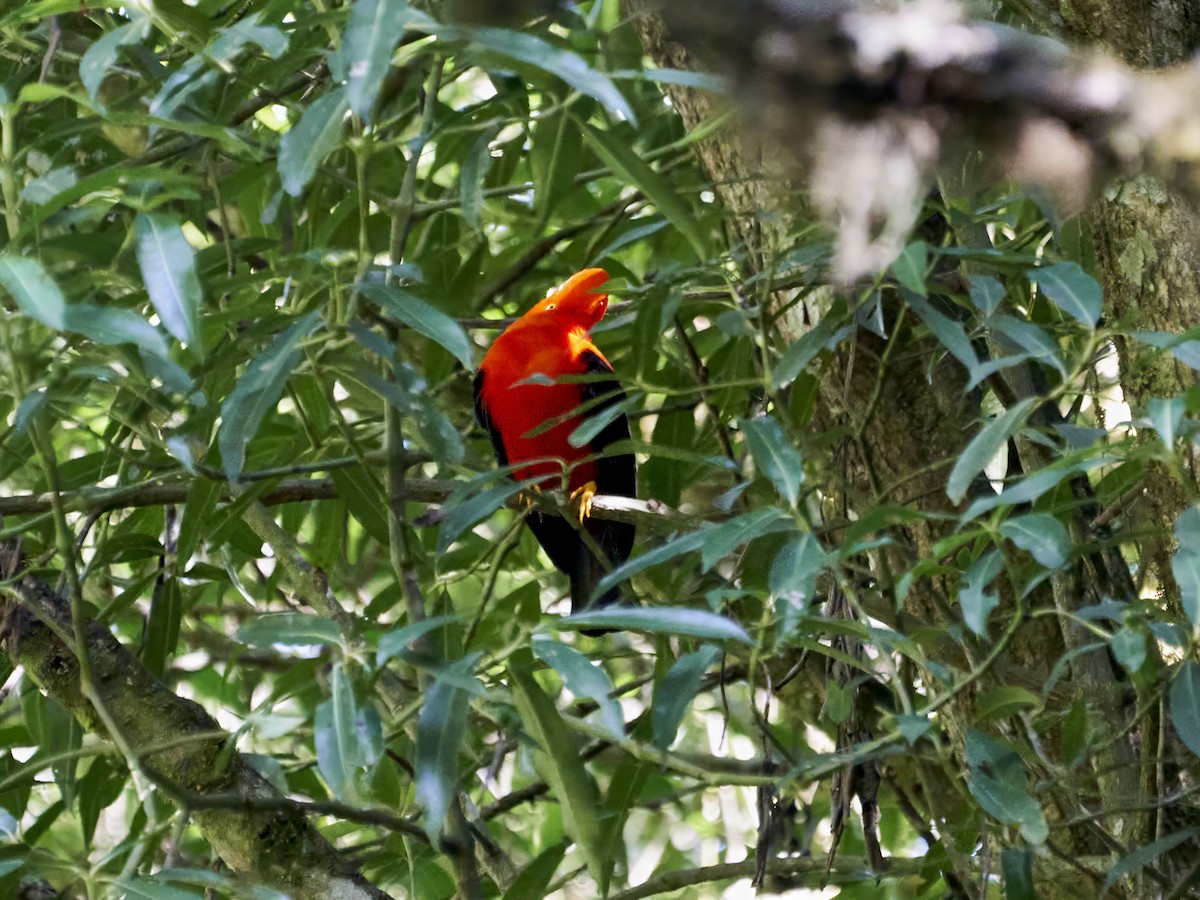 Andean Cock-of-the-rock - ML638522884