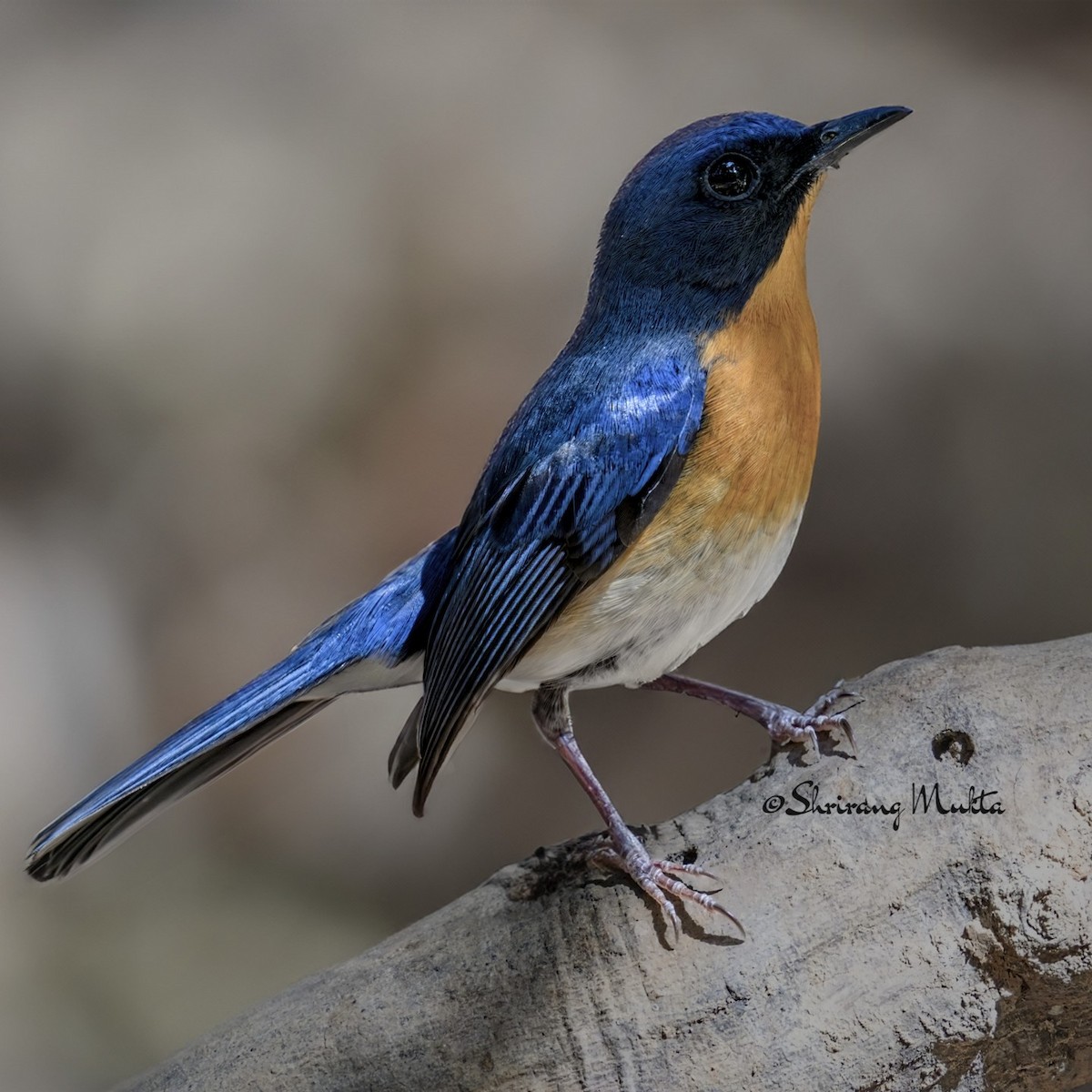 Chinese Blue Flycatcher - ML638522903