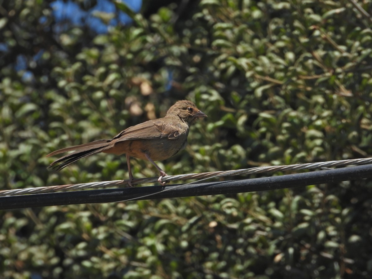 California Towhee - ML638522934