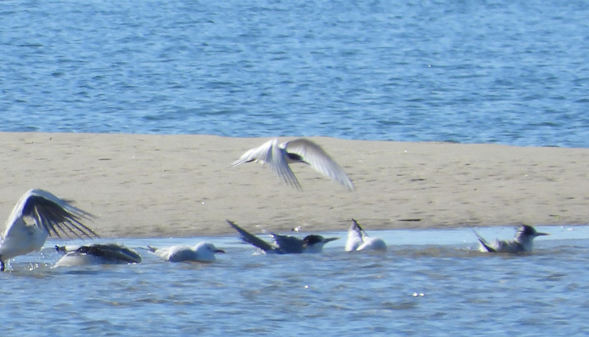 White-fronted Tern - ML638522936