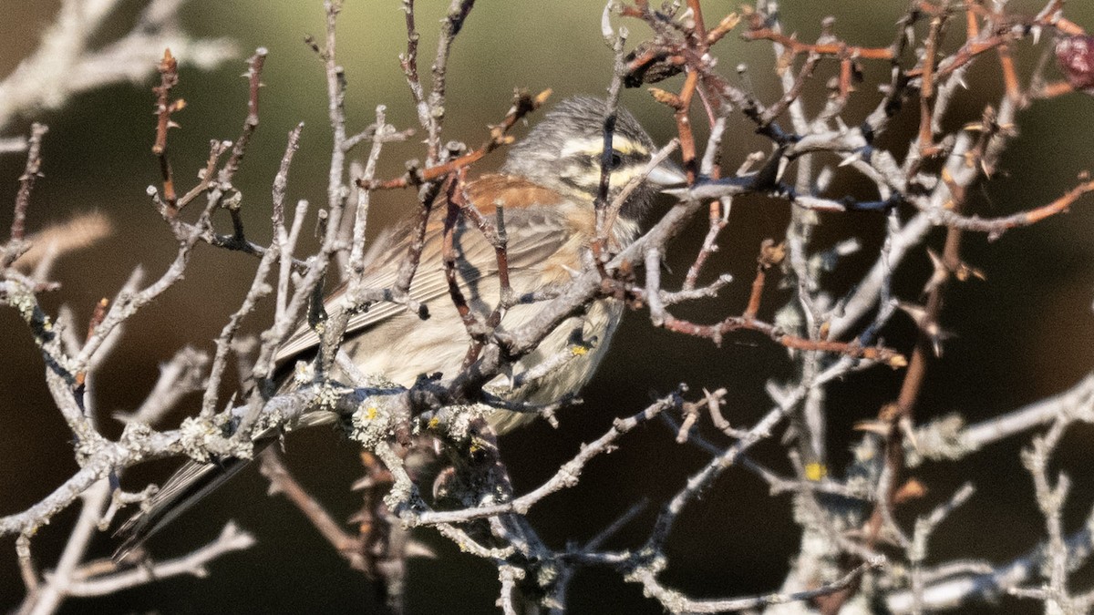 Cirl Bunting - ML638522953