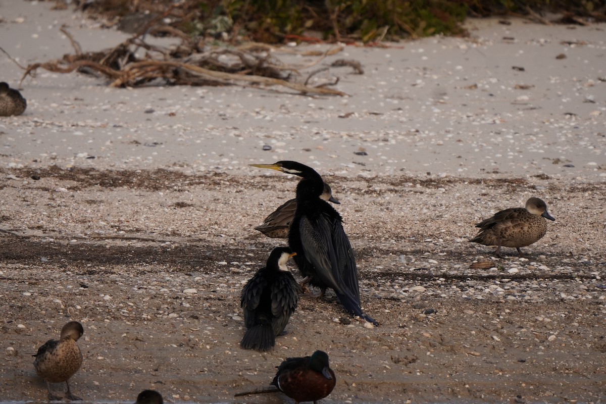 Australasian Darter - ML638522961