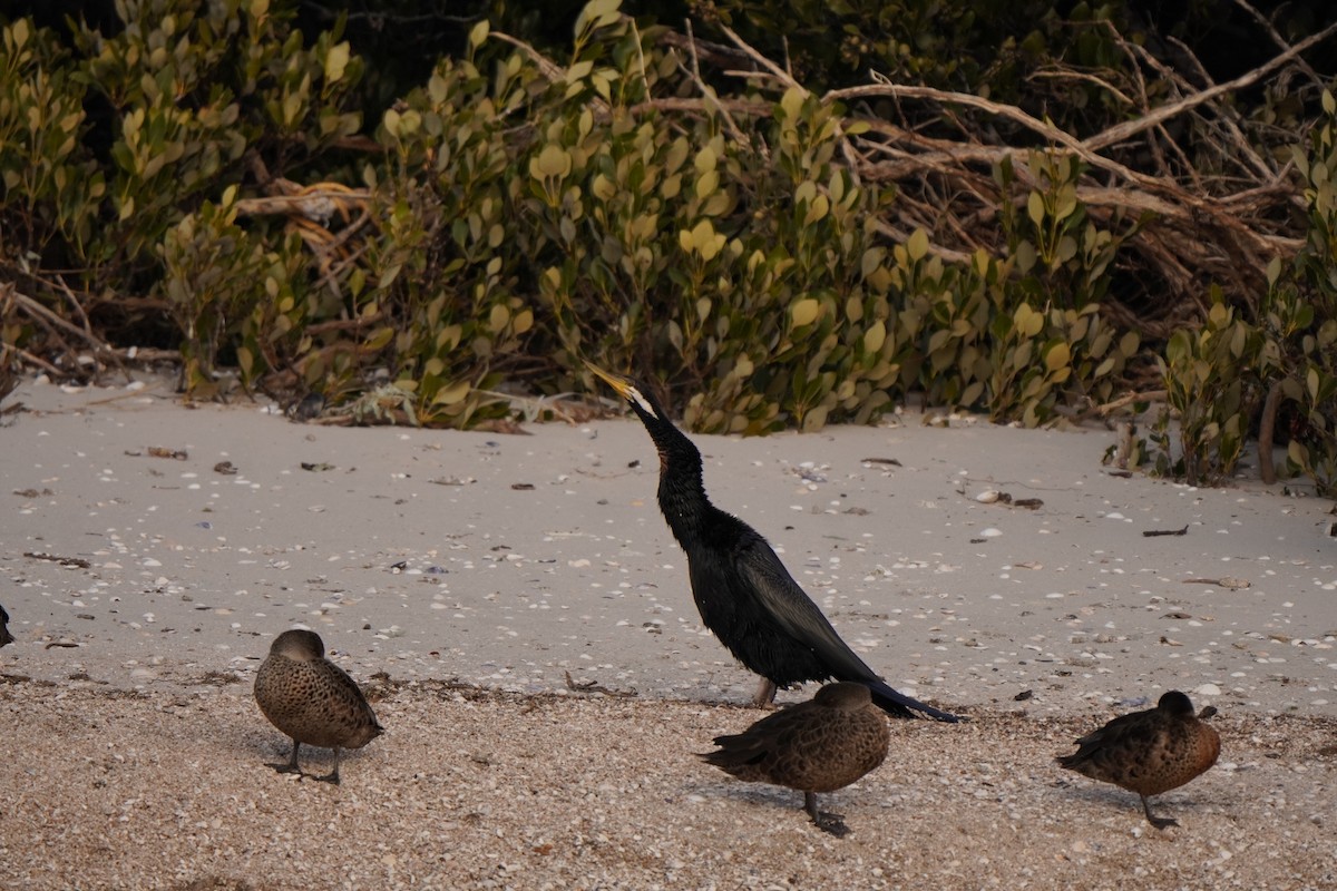 Australasian Darter - ML638522962